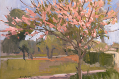 Cherry Blossom Tree