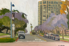 Laurel Street Jacarandas