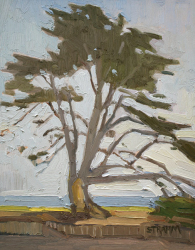 Tree at Seagrove Park